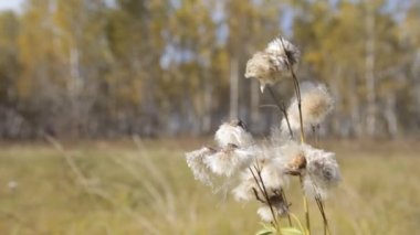 sonbahar huş ağacı orman
