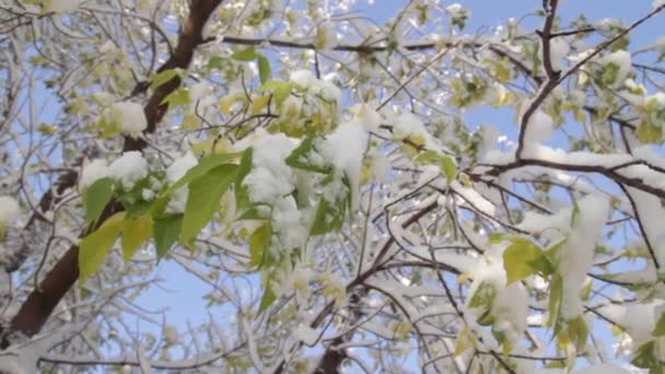 Den första snön föll i skogen höst — Stockvideo