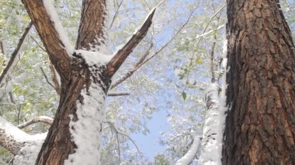 Spadł pierwszy śnieg w lesie jesienią — Wideo stockowe