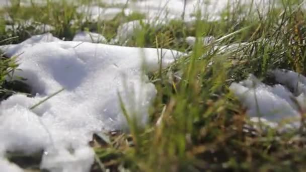 La primera nieve cayó en el bosque de otoño — Vídeo de stock