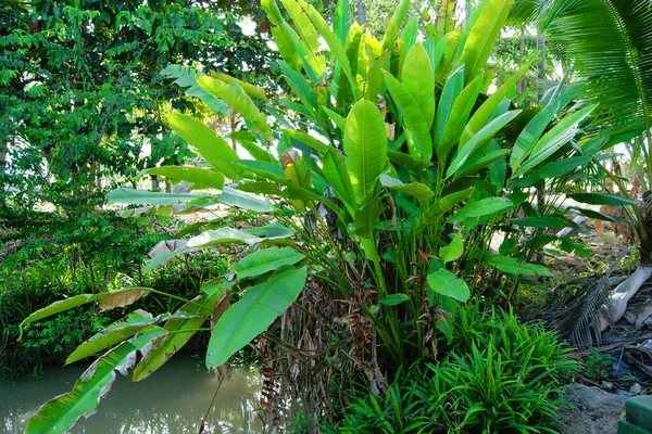 Groene Plant Natuur Tuin Buiten — Stockfoto