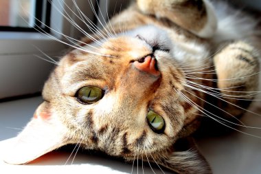 Yeşil gözlü kedi kameranın merceğine bakar.