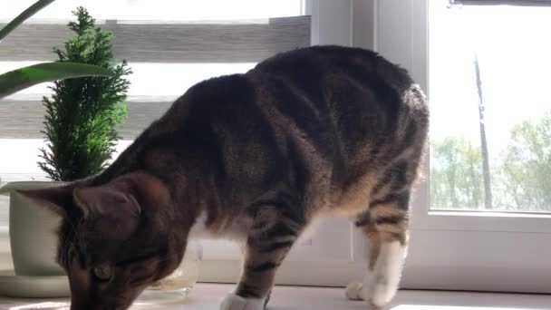 Vacker Tabby Katt Fönsterbrädan — Stockvideo