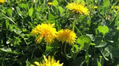 Güneşli bir günde, sarı karahindiba çiçekleri..
