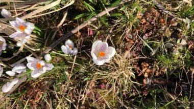  Beyaz timsahlar çimlerin üzerinde. Yukarıdan görünüm