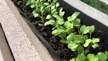 Bahçede taze yeşil salata filizleri