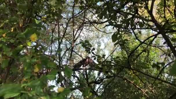 Az erdei galamb madár felnőtt fiókáit egy fán eteti.