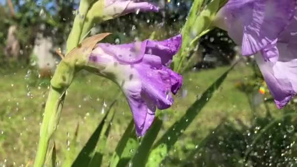 Капли Воды Падают Большие Цветы Лилового Цвета Гладиолуса Видео Замедленного — стоковое видео