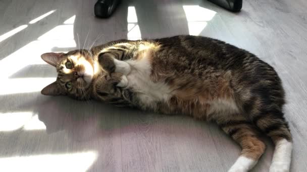 Tabby Green Eyed Cat Tail Lies Floor — Stock Video