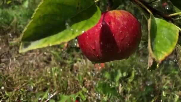 Gotas Lluvia Sobre Una Manzana Roja Que Cuelga Una Rama — Vídeo de stock