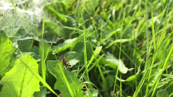 Insect Spinnenweb Met Dauwdruppels Groen Gras — Stockvideo