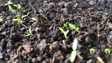 Topraktan taze yeşil filizler