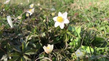 Bahçedeki beyaz çiçekler