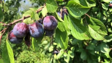  Rüzgarda sallanan bir erik dalı