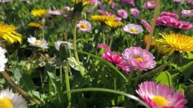 Bahçedeki çiçekler