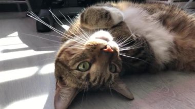 Yeşil gözlü çizgili bir kedi ahşap bir zeminde yatıyor ve bir video kameraya bakıyor..