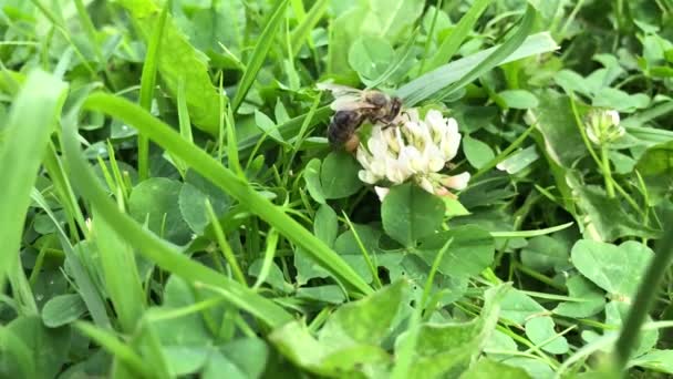 Pszczoła Białym Kwiecie Koniczyny — Wideo stockowe