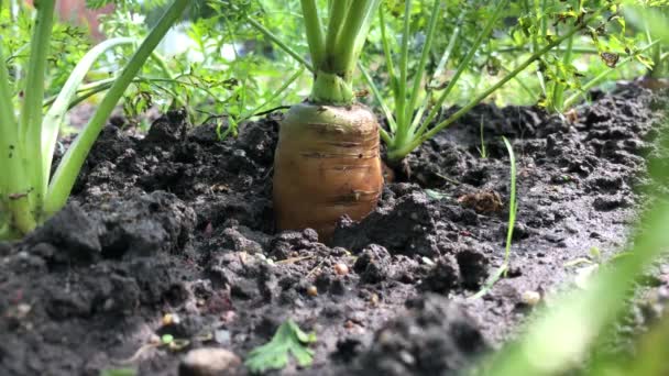 Raccolgo Carote Radice Viene Estratta Dal Terreno Primo Piano — Video Stock