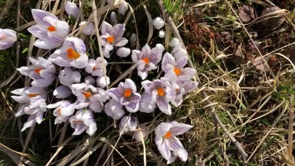 Kilátás Fentről Virágzó Fehér Crocus Virágok Tavasszal — Stock videók
