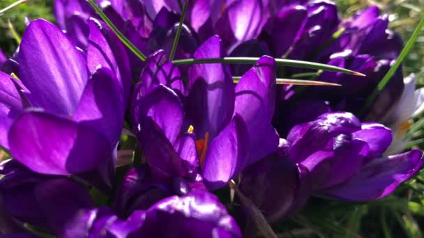 Fleurs de crocus violet dans le jardin close-up .