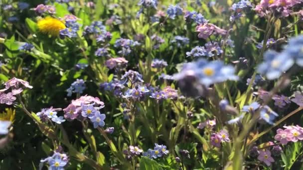 Flores Azules Rosas Que Olvidan Jardín Cerca — Vídeo de stock