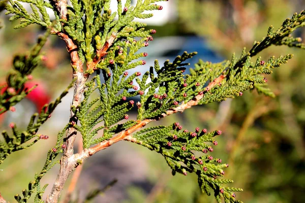 Thuja Grüner Ast — Stockfoto