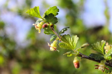 Kırmızı böğürtlenli dal