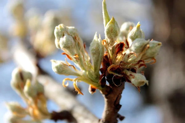 Zweig Eines Baumes Frühling — Stockfoto