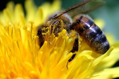 A bee sits on a yellow dandelion flower, closeup