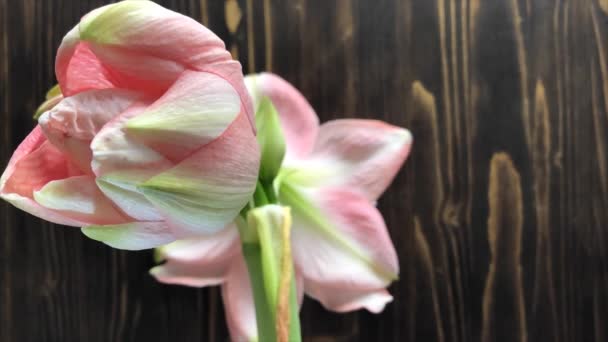 Time Laps fleur hippeastrum fleurit sur un fond en bois sombre, amaryllis rose 