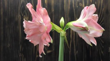 Zaman sarılır, çiçek açar, hippeastrum açar, pembe amiriliz olur. 1. aşama
