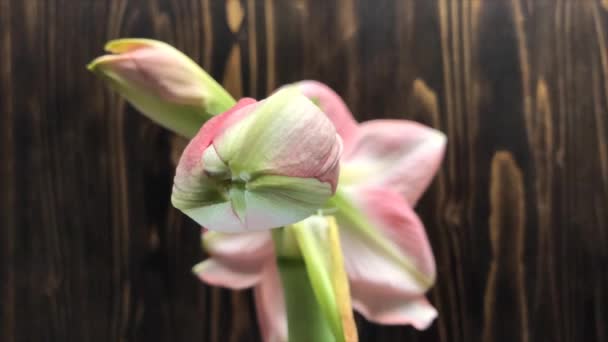 Time Laps Flower Hippeastrum Bloom Pink Amaryabs Stage1 Темный Фон — стоковое видео