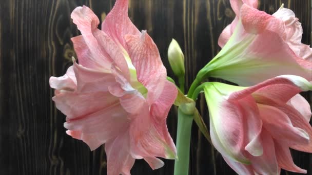 Time Laps Flower Hippeastrum Bloom Pink Amaryllis Stage — Stock Video