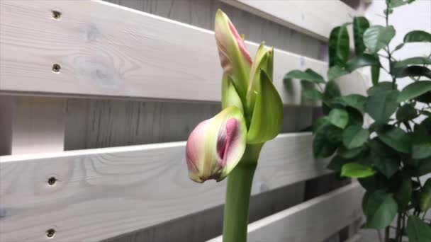 Χρονικό Άλμα Λουλούδι Hippeastrum Ανθίσει Ροζ Αμαρυλλίς Στάδιο Εσωτερικό Στυλ — Αρχείο Βίντεο