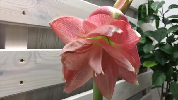 Time Laps Flower Hippeastrum Bloom Pink Amaryllis Stage Country Interior — Stock Video