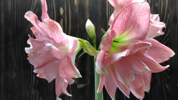 Time Laps Flower Hippeastrum Bloom Pink Amaryllis Stage — Stock Video