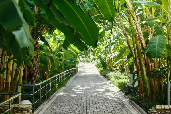 track disappearing into the distance under the palm trees