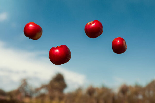 ripe apples in zero gravity thrown into the air
