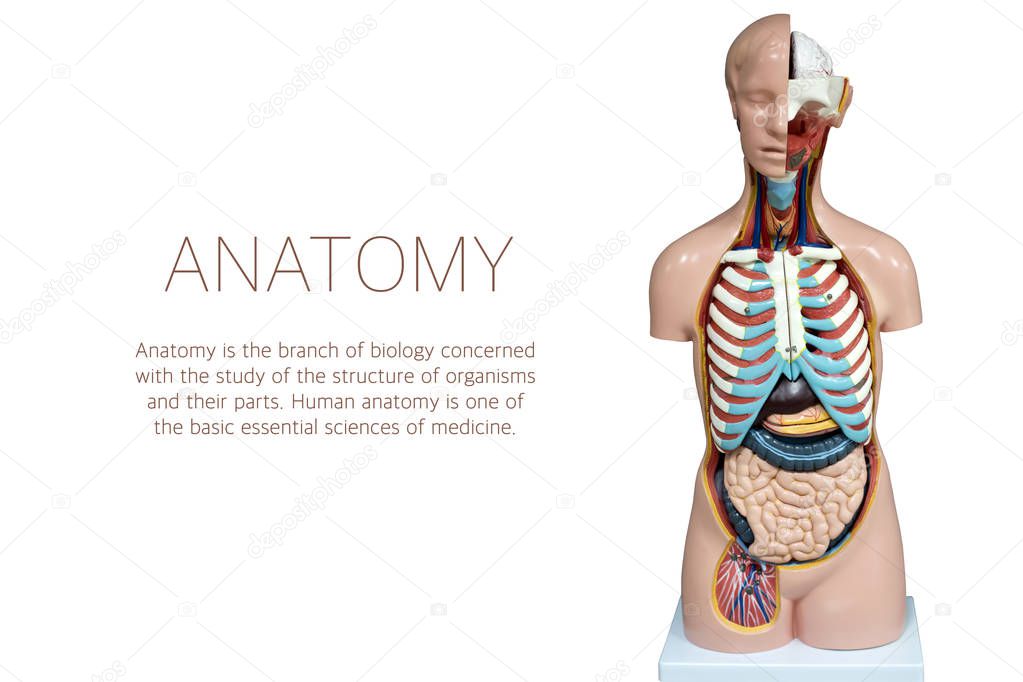 Human anatomy mannequin isolated on white background