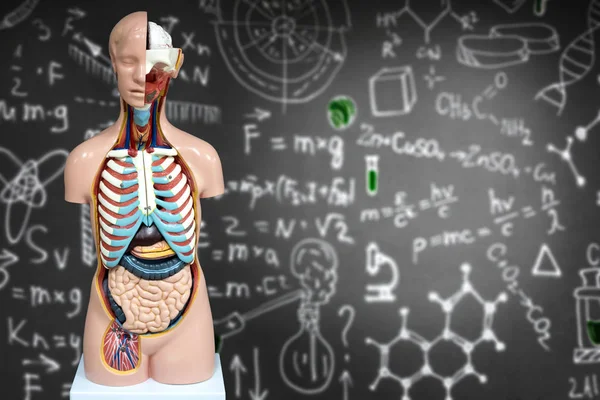 İnsan anatomisi manken kimyasal formüller arka plan üzerinde