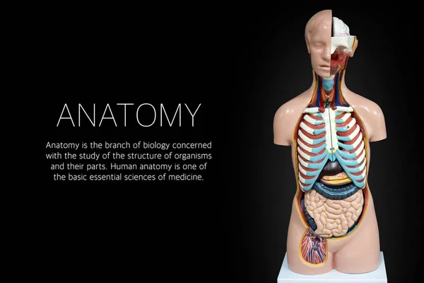 Манекен анатомии человека на черном фоне — стоковое фото