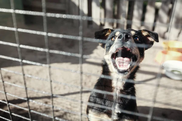 Cão sem-teto atrás das grades na gaiola implorando por anfitriões — Fotografia de Stock