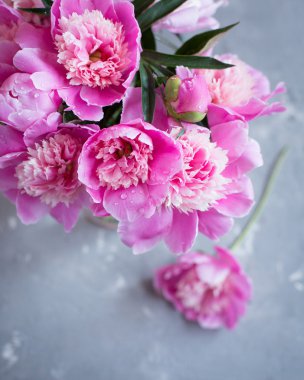 Gri beton zemin üzerine pembe peonies.