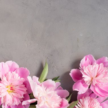 Gri beton zemin üzerine pembe peonies.