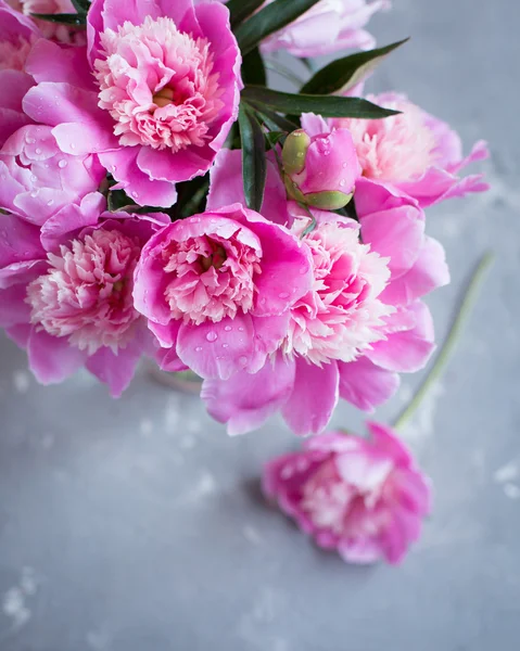Gri beton zemin üzerine pembe peonies.