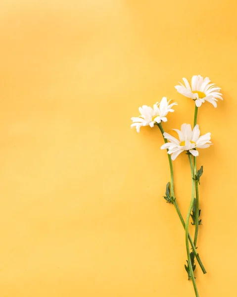 Buket sarı yaz parlak zemin üzerine chamomiles. Taze çiçekler. kır çiçekleri güzel buket. Uzay kopyalayın. Metin için yer. Gıda fotoğraf. Düz metin için yatıyordu, en iyi view.space