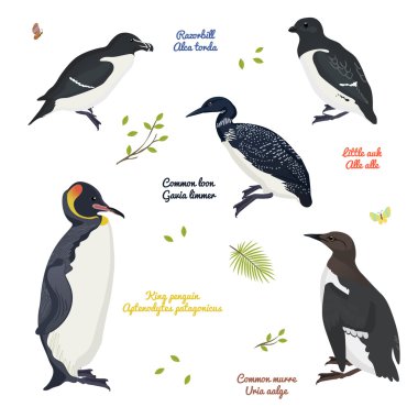 ayarla farklı kuşlar, Kral penguen, ortak loon ve murre, razorbill, küçük auk