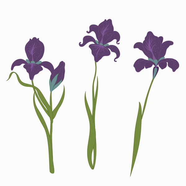 Conjunto de tres iris aislados sobre fondo blanco, moderno estilo plano de una ilustración, vector floral — Vector de stock