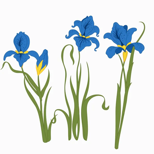 Conjunto de tres iris aislados sobre fondo blanco, moderno estilo plano de una ilustración, vector floral — Vector de stock