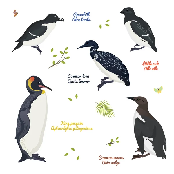 Ange olika fåglar, kung pingvin, Svartnäbbad islom och murre, tordmule, alkekung — Stock vektor